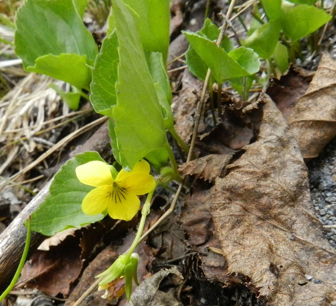 Viola sempervirens habit