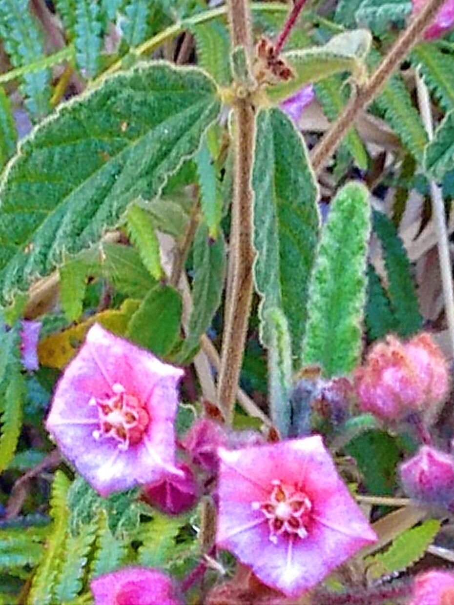 Commersonia magniflora — houseplant care guide