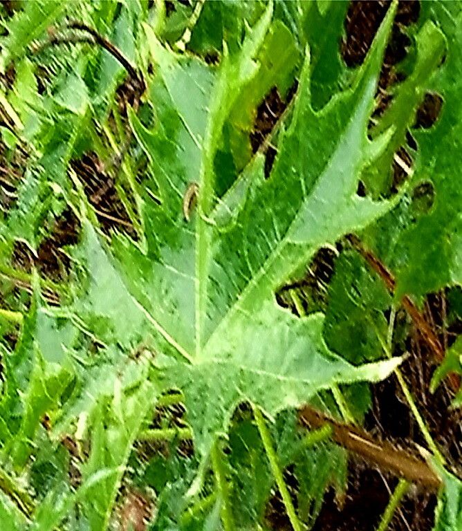 Cnidoscolus multilobus — houseplant care guide