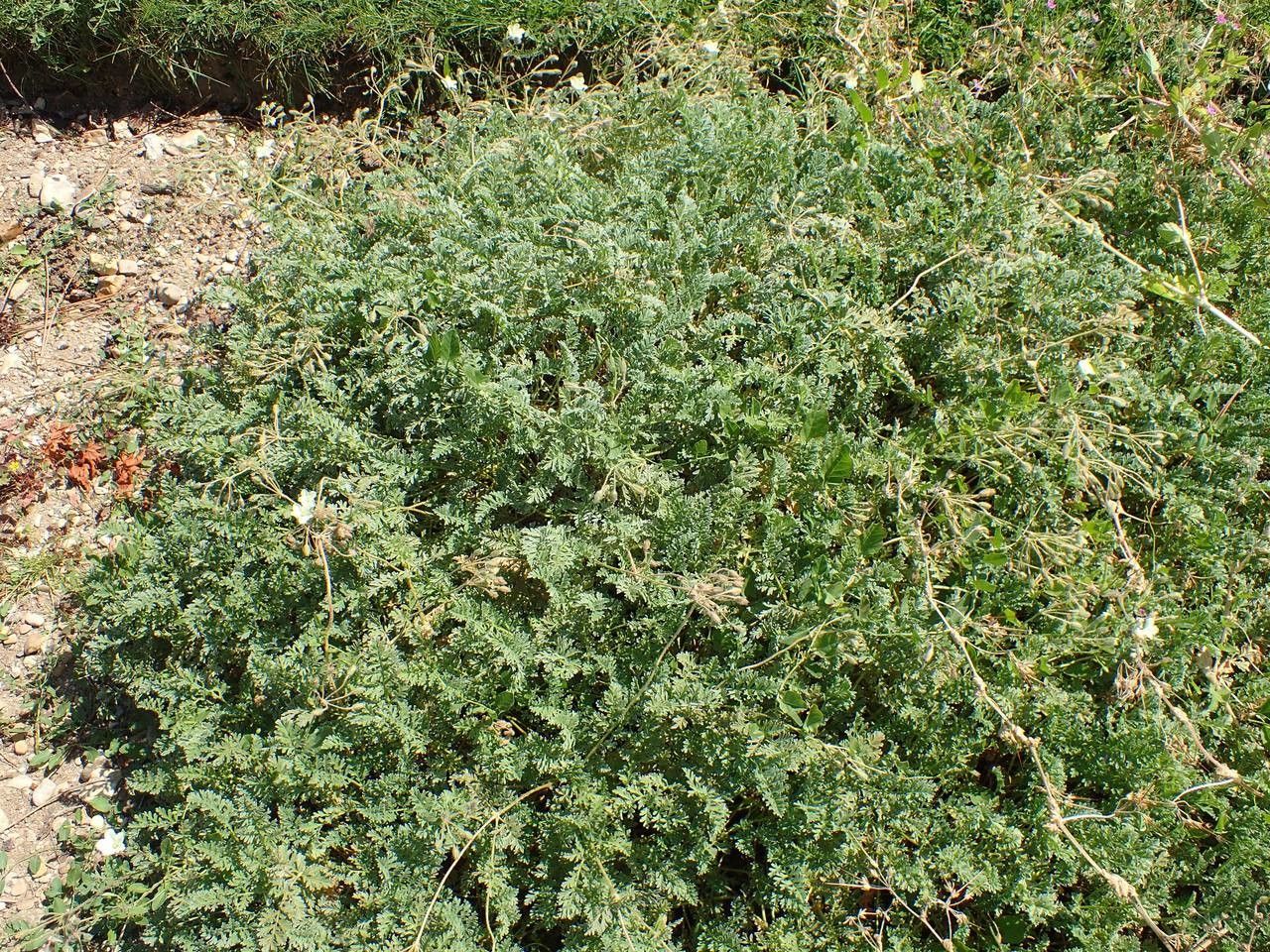 Erodium chrysanthum habit