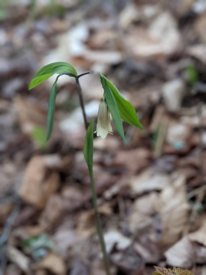 Uvularia puberula flower
