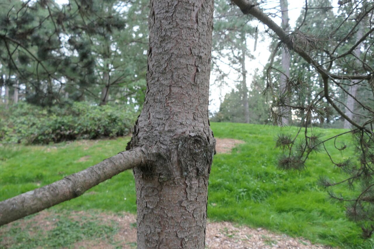 Pinus uncinata bark