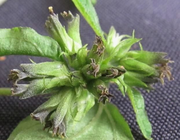 Garcilassa rivularis other