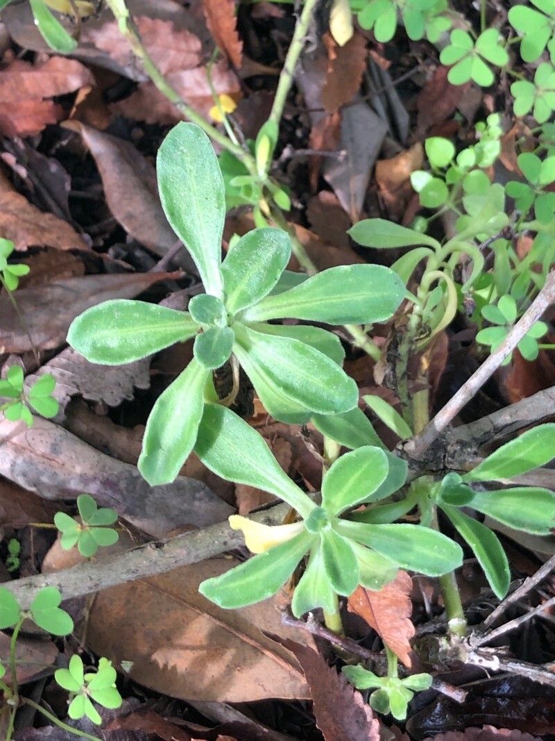 Calendula suffruticosa — houseplant care guide