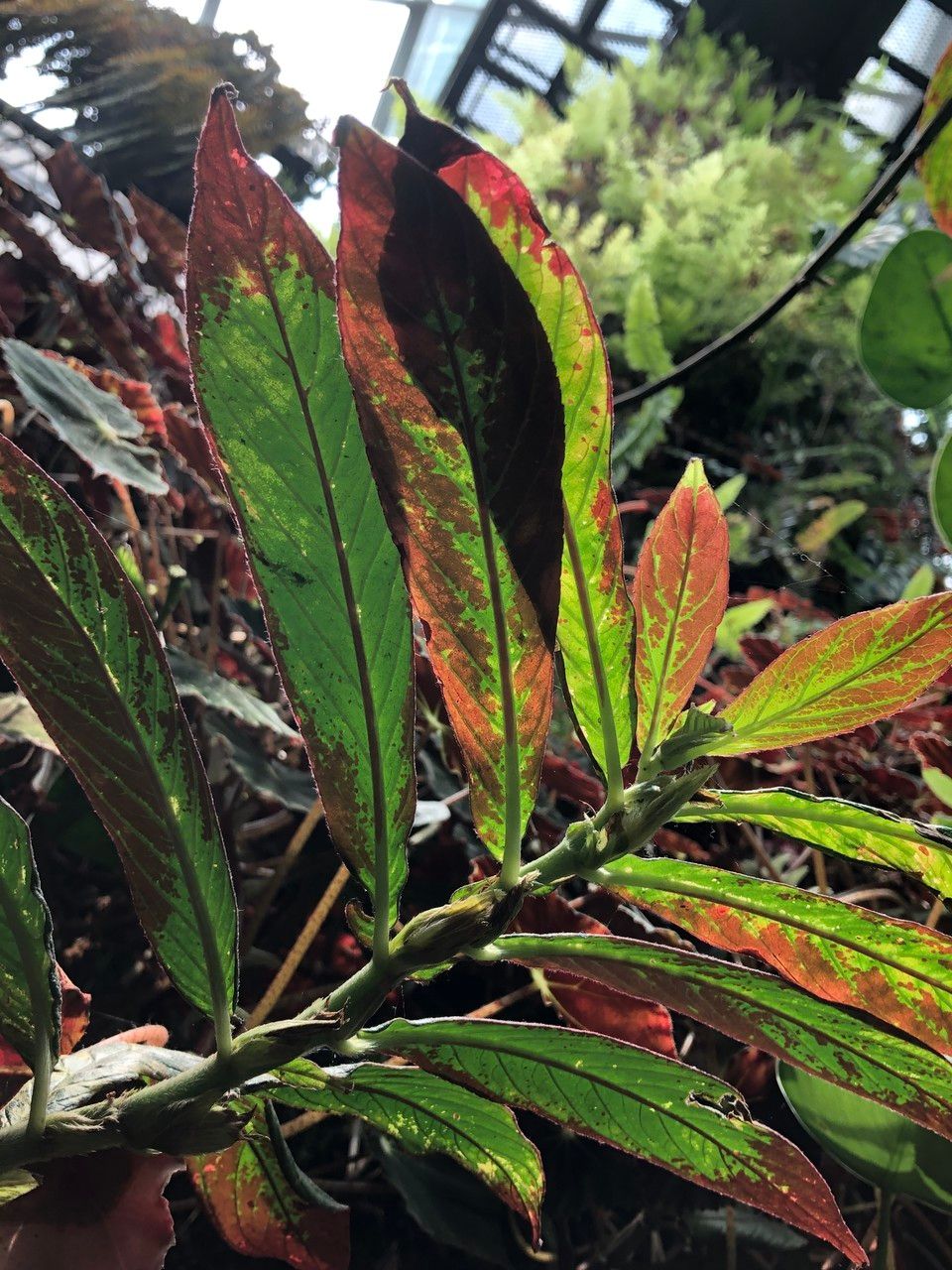 Columnea medicinalis — search result for 'Columnea'