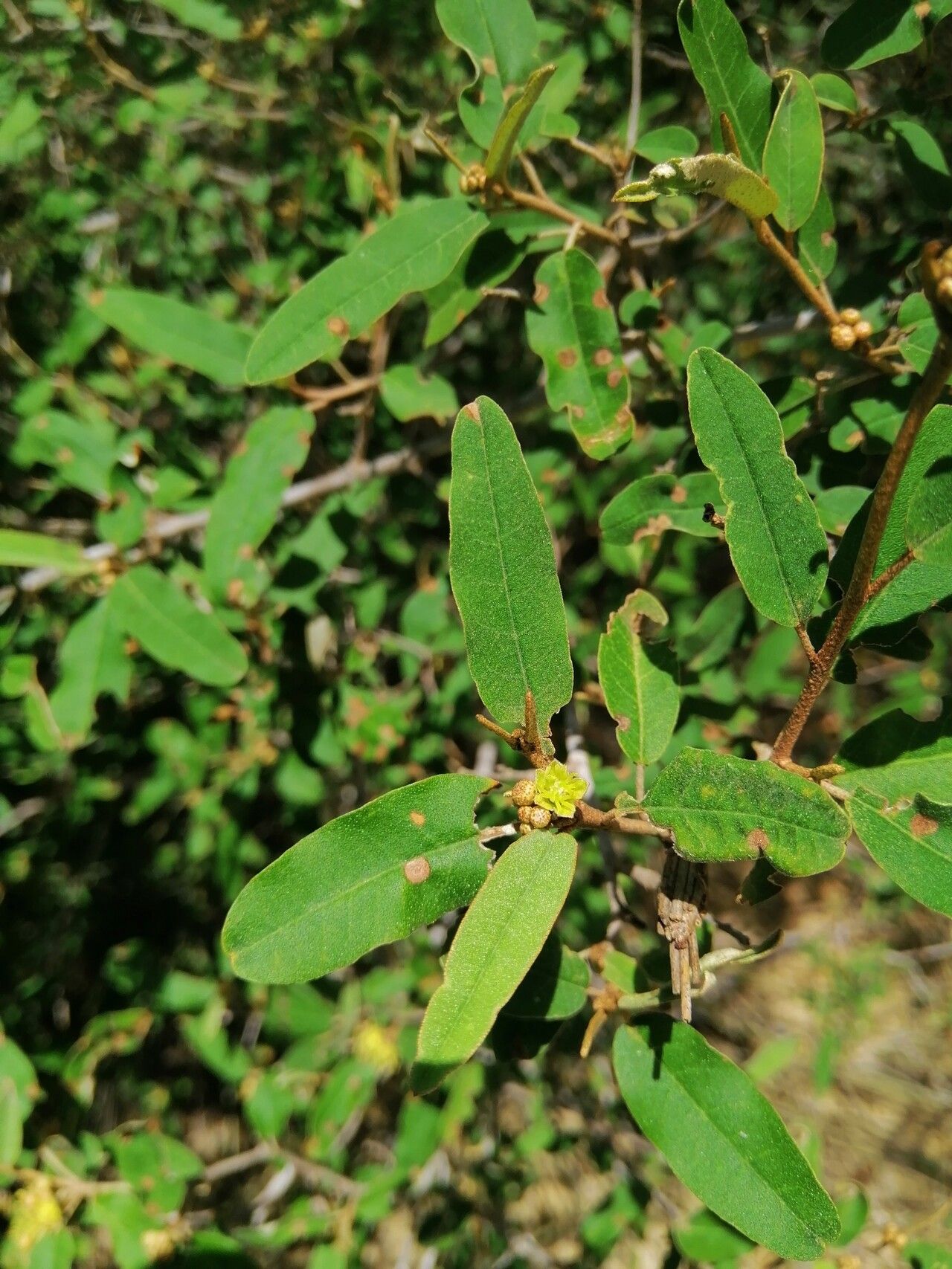 Croton geayi leaf