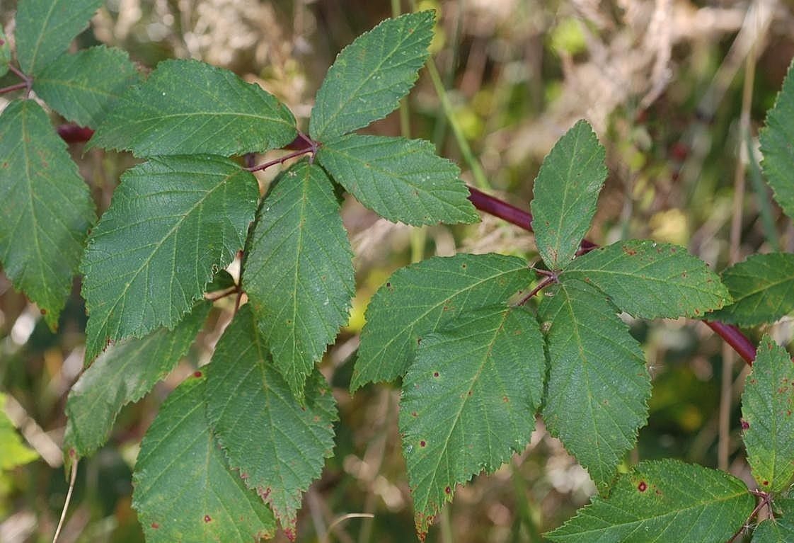 Rubus montanus leaf