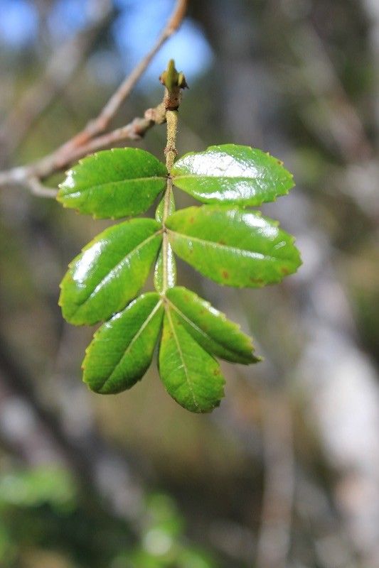 Weinmannia mauritiana leaf