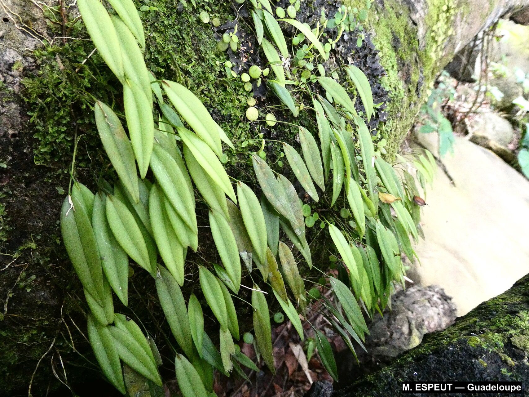 Acianthera angustifolia habit