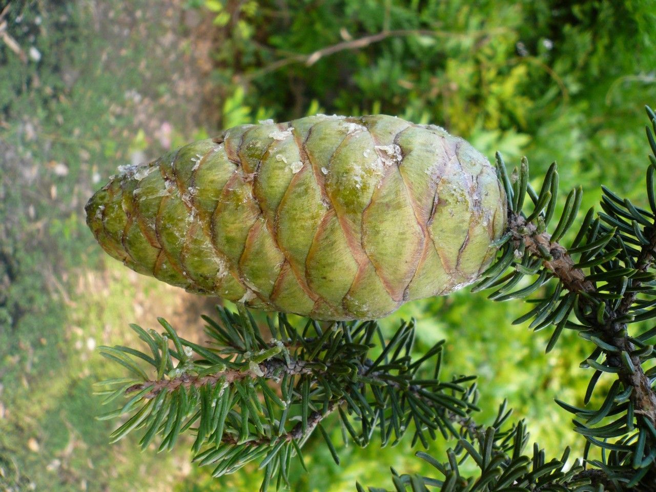 Picea neoveitchii — search result for 'Pinaceae'