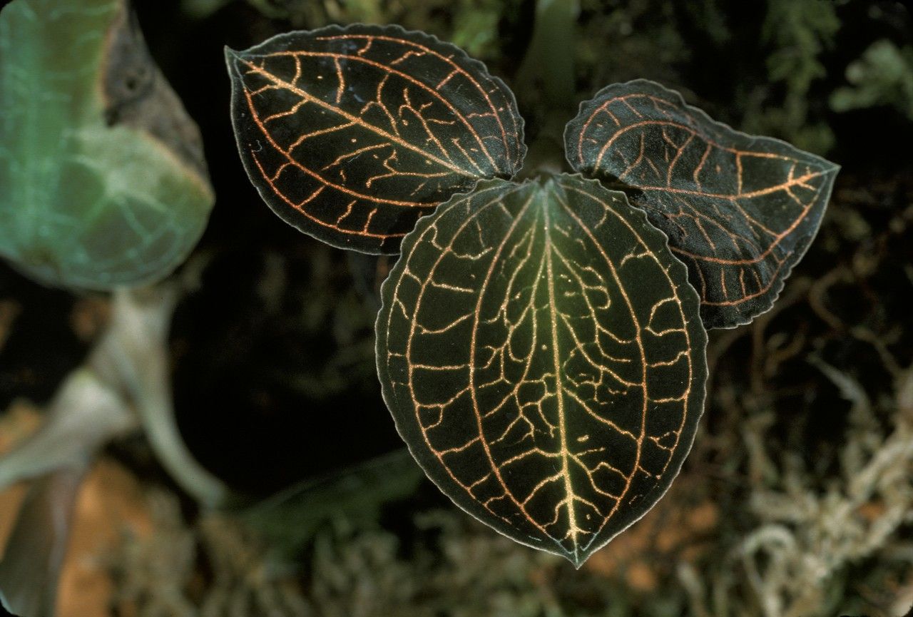 Anoectochilus geniculatus bark