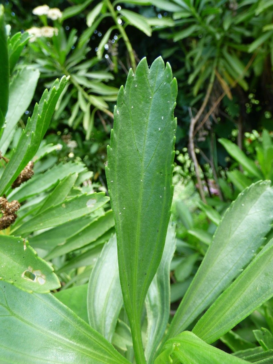 Psiadia retusa leaf