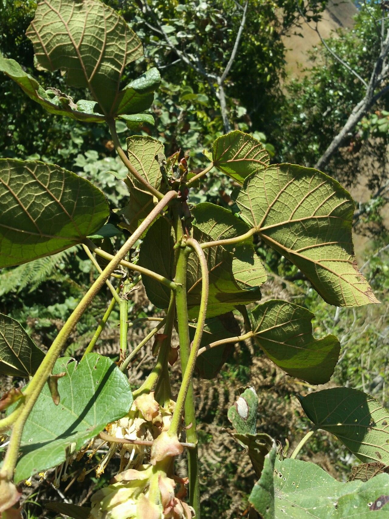 Dombeya cannabina leaf