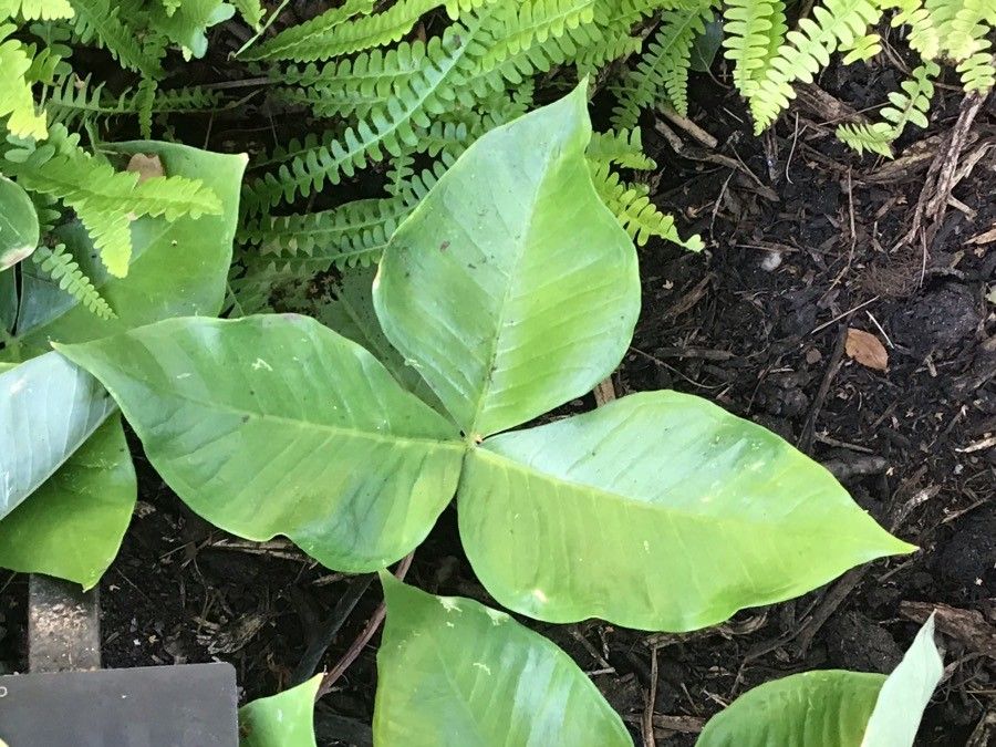 Arisaema ringens — search result for 'Arisaema'