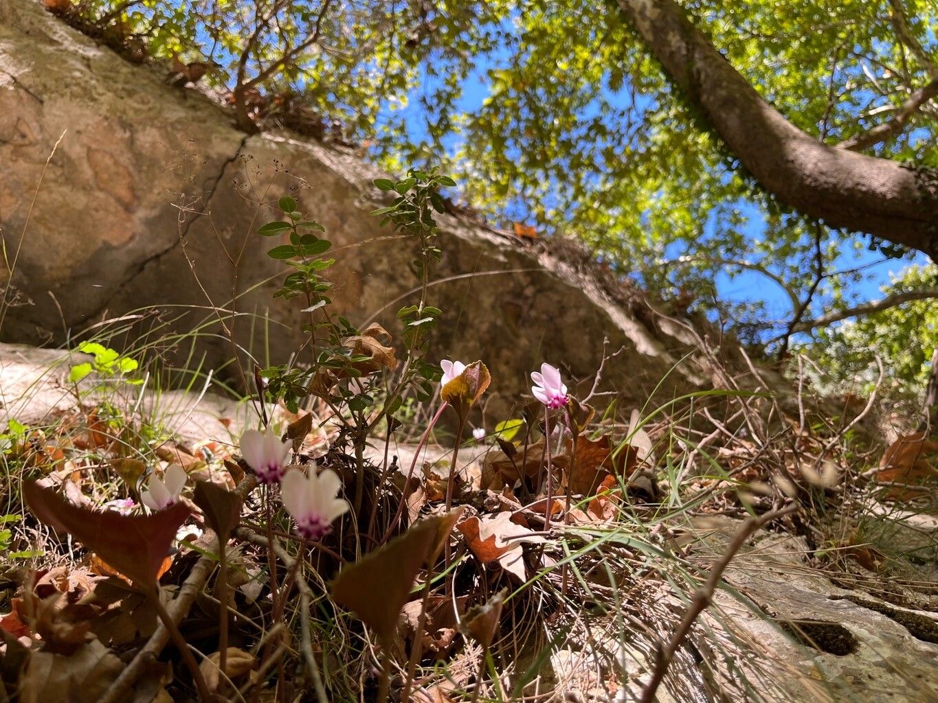 Cyclamen graecum habit