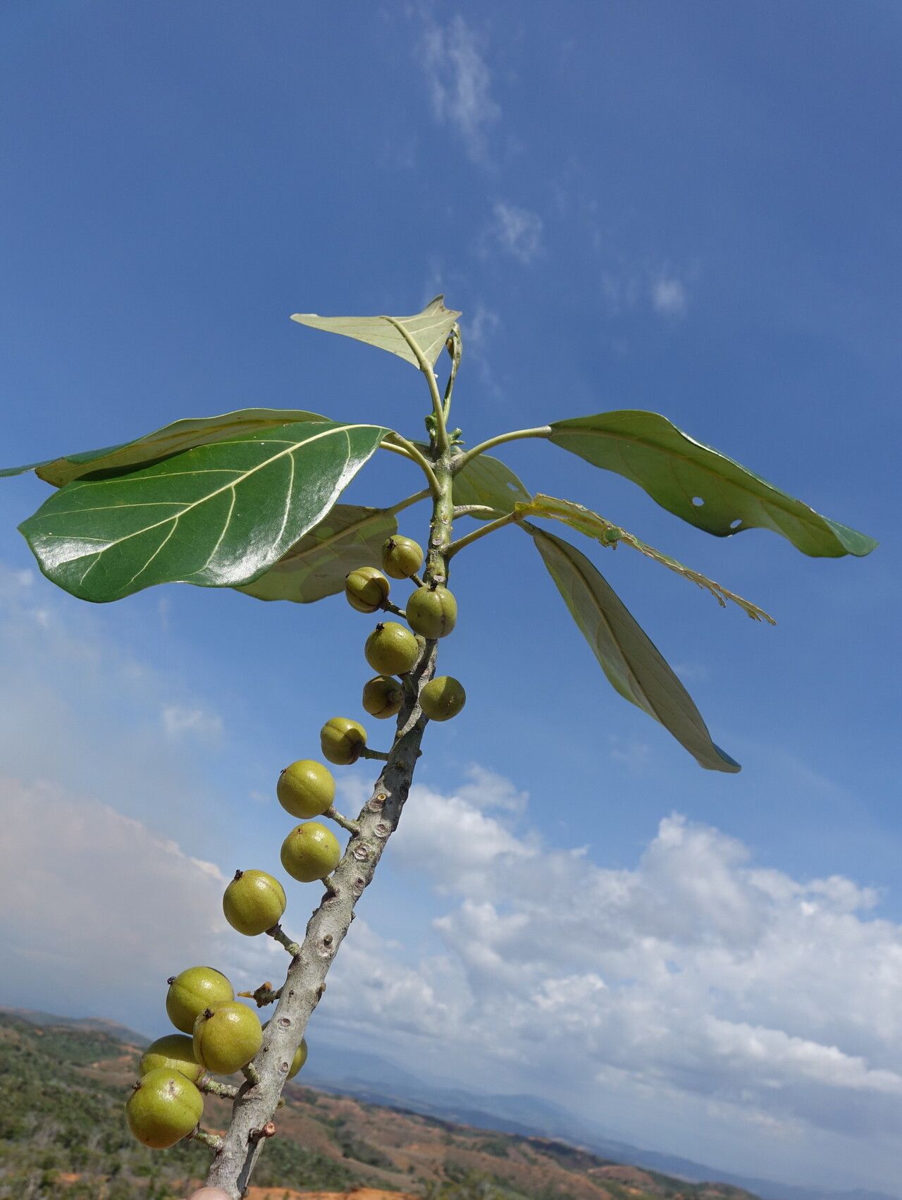 Uapaca ambanjensis — related species from the same genus