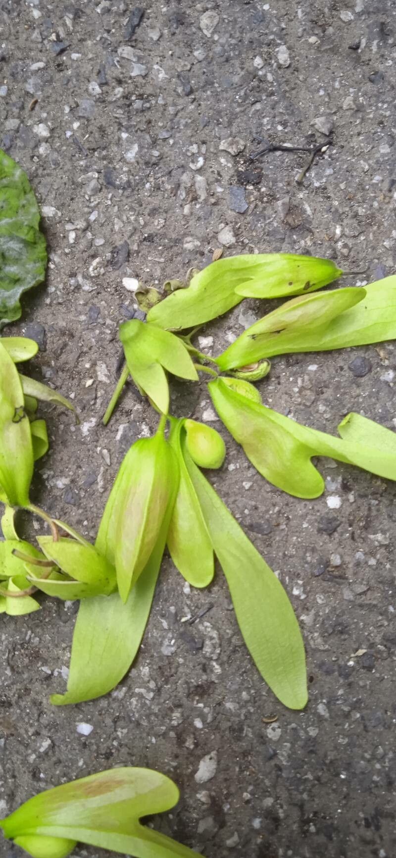 Shorea siamensis fruit