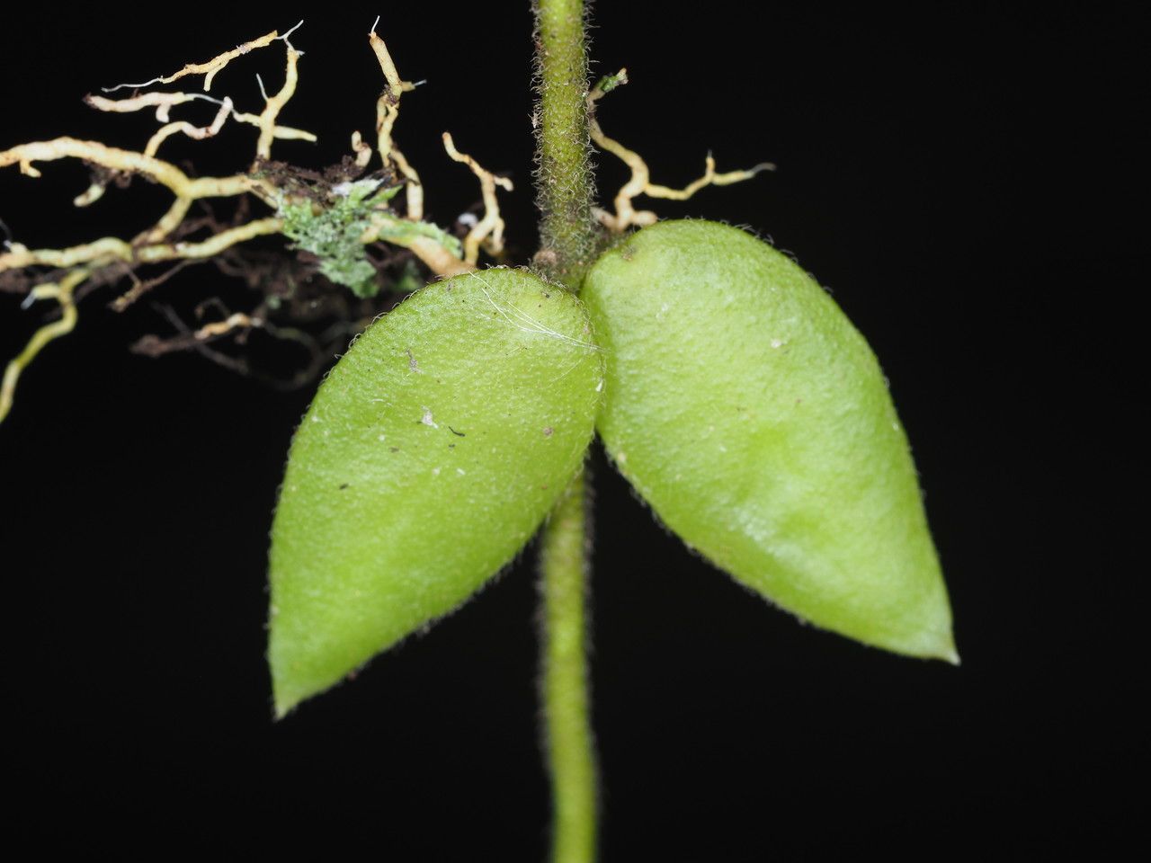 Dischidia immortalis fruit