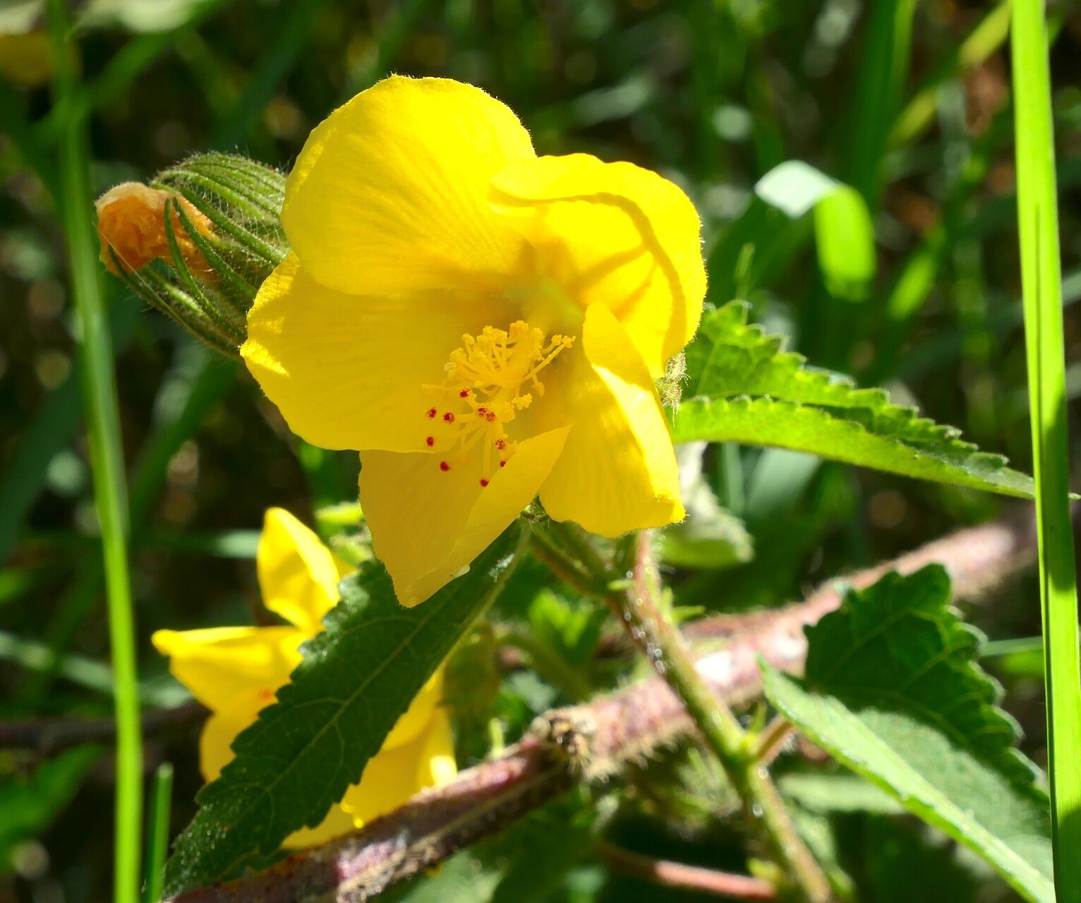 Pavonia subhastata flower