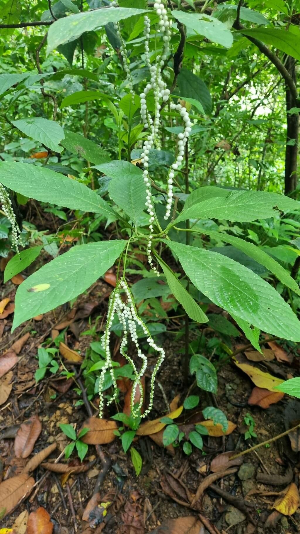 Tournefortia glabra — search result for 'Tournefortia'
