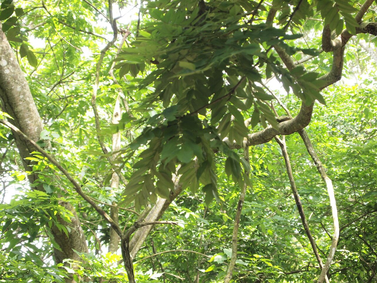 Millettia drastica — houseplant care guide