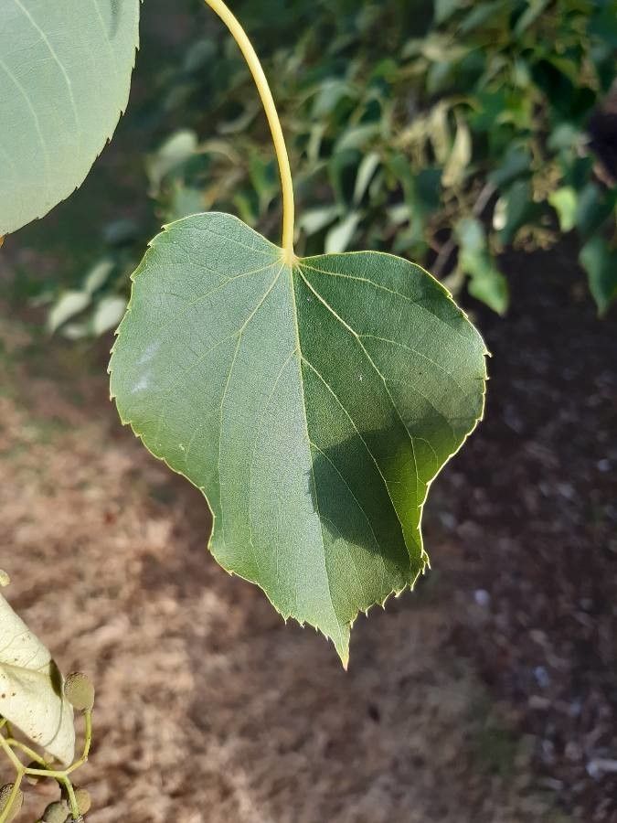 Tilia japonica leaf