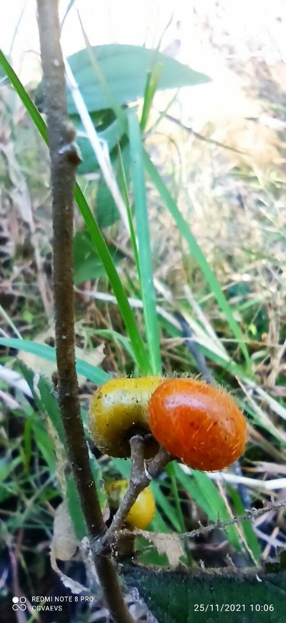 Solanum hirtum — houseplant care guide