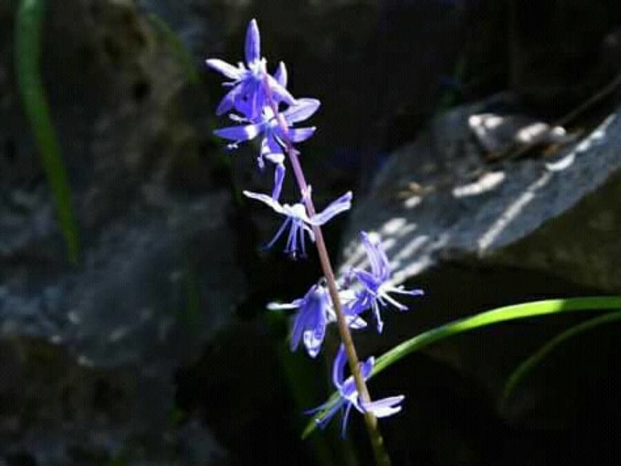 Scilla cilicica flower