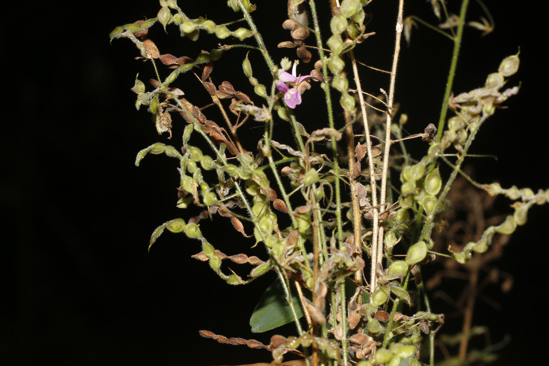 Desmodium procumbens flower