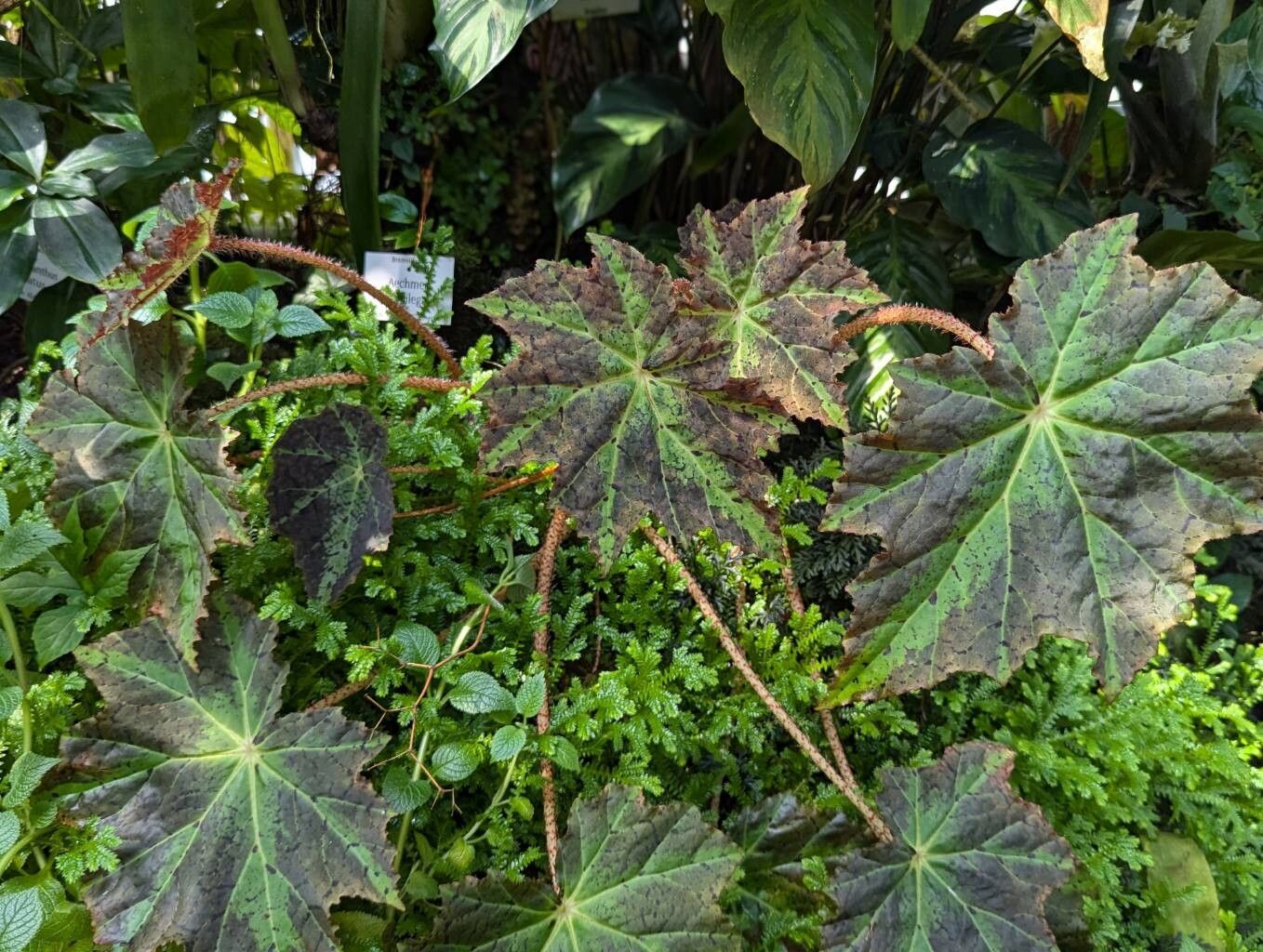 Begonia × fuscomaculata habit