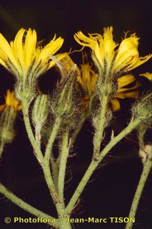 Pilosella auriculoides other