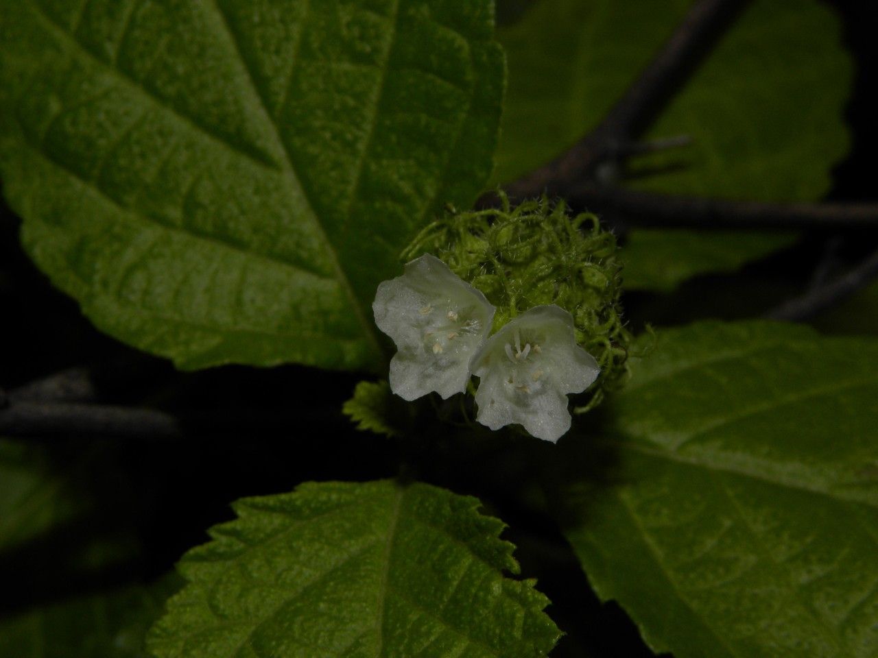 Varronia macrocephala other