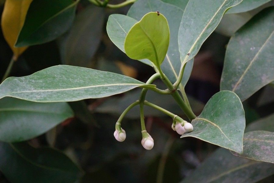 Labourdonnaisia calophylloides flower