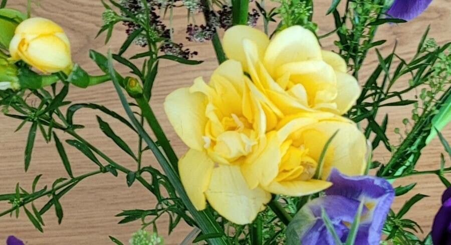 Freesia corymbosa flower