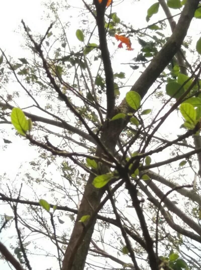 Cordia dodecandra — search result for 'Cordia'