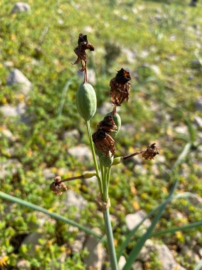Narcissus papyraceus fruit
