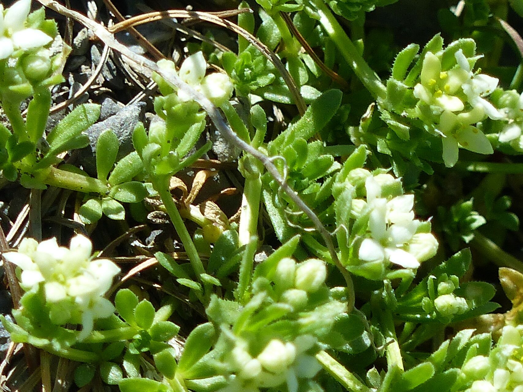 Galium megalospermum — search result for 'Switzerland'