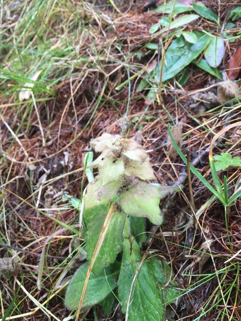 Ajuga pyramidalis fruit