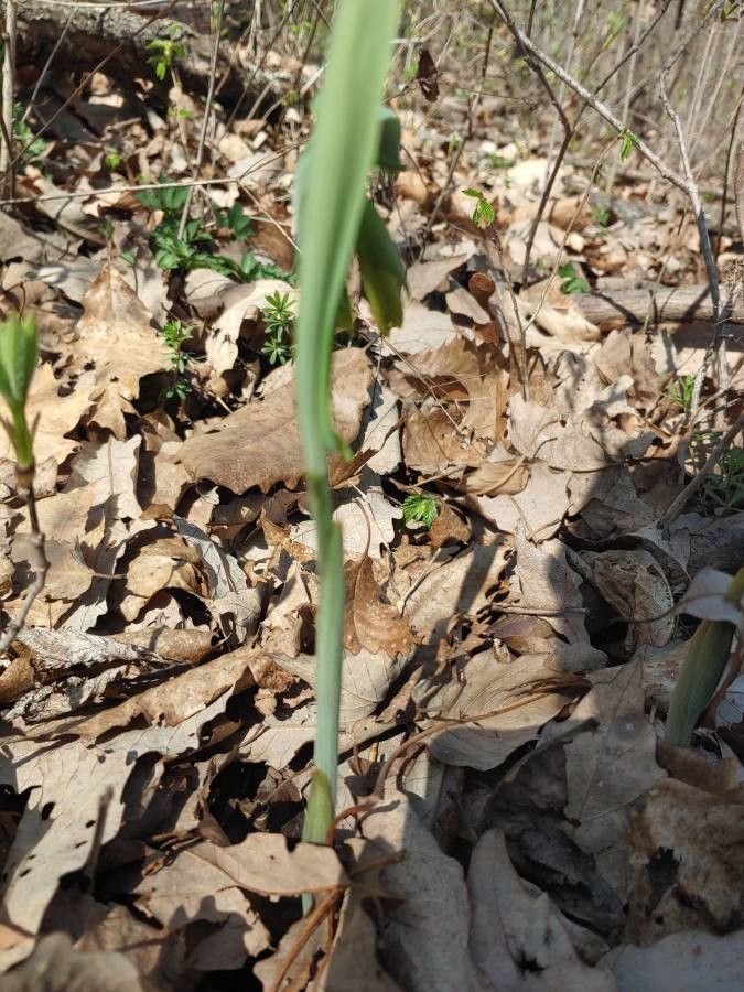 Uvularia grandiflora bark
