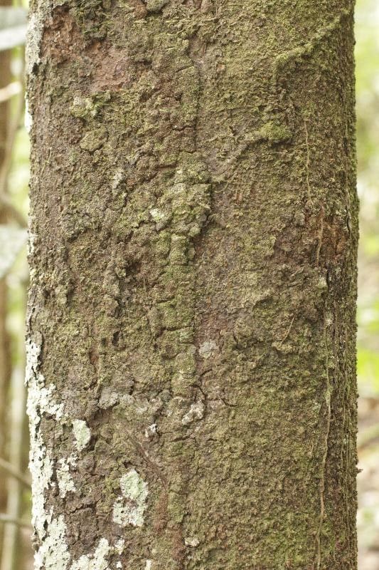 Pouteria cayennensis — search result for 'Guyana'