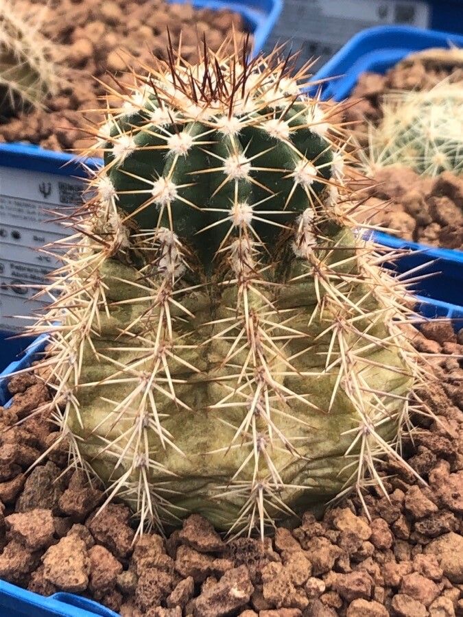 Echinocereus stoloniferus — search result for 'Echinocereus'