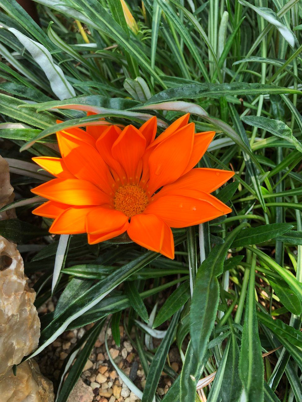 Gazania spp. flower
