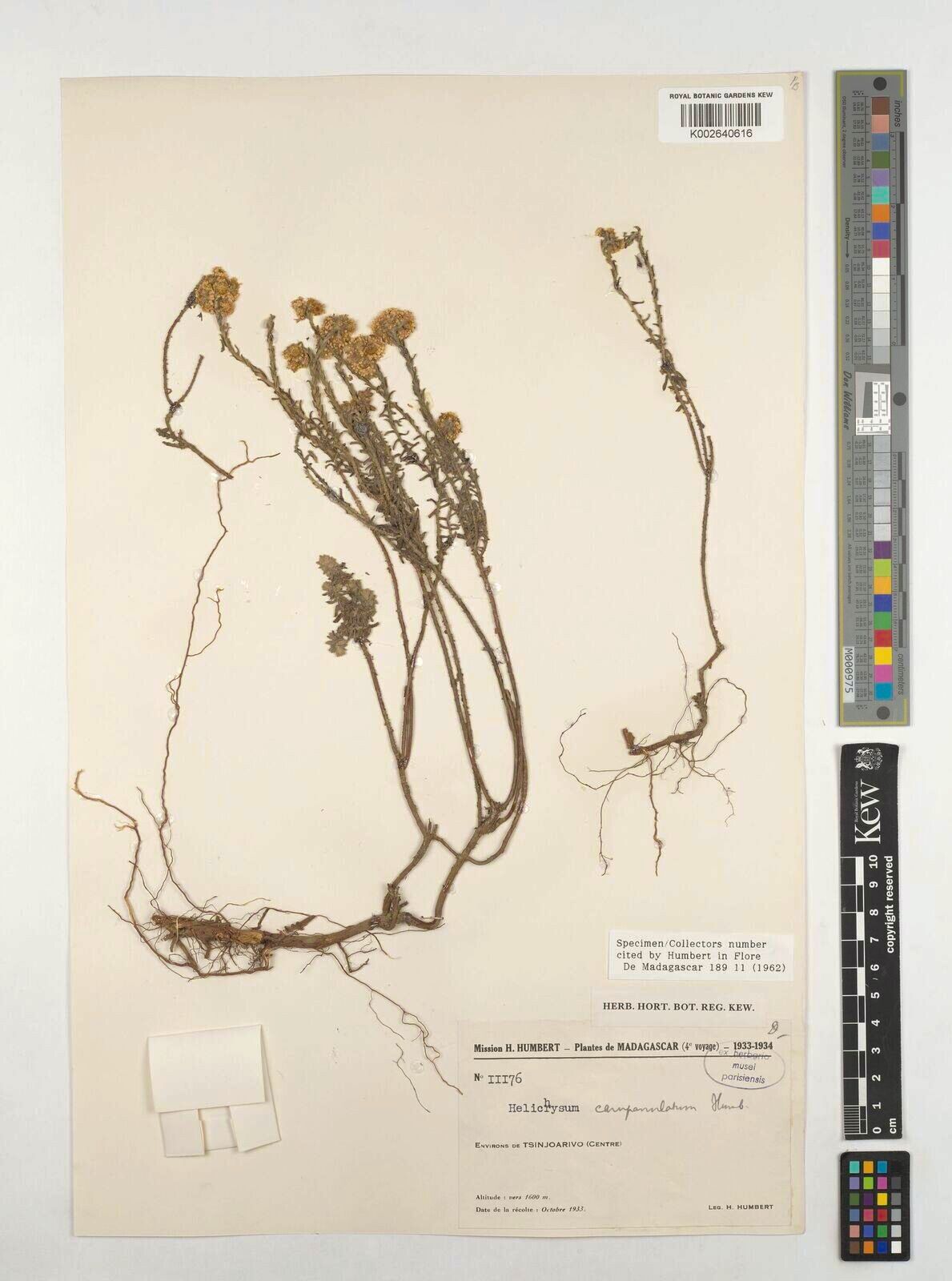 Helichrysum campanulatum — houseplant care guide