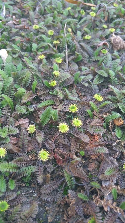 Leptinella potentillina flower
