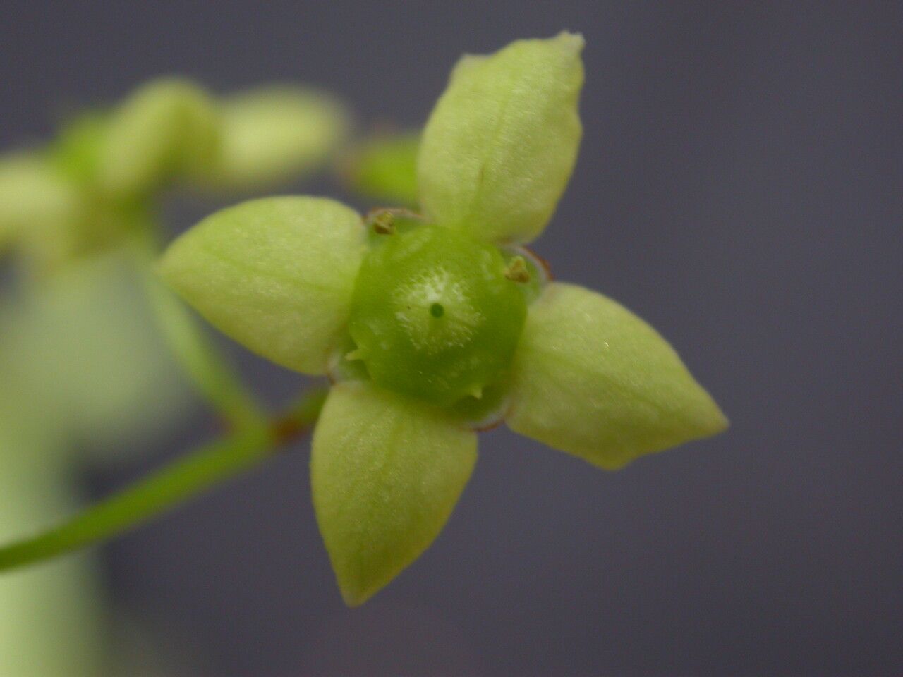 Euonymus frigidus fruit