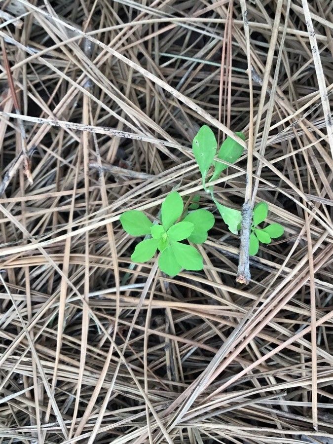 Lotus eremiticus — search result for 'Lotus'