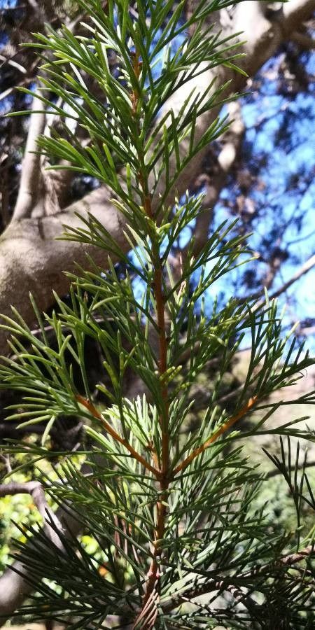 Hakea drupacea — related species from the same genus