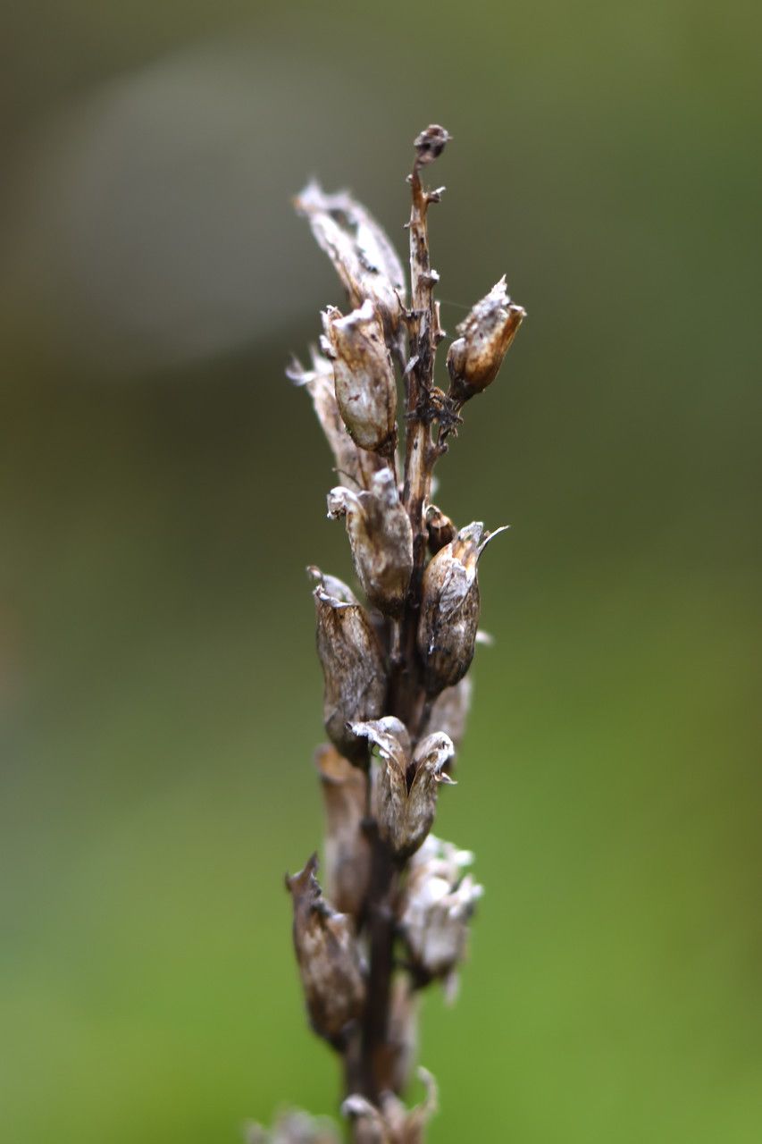 Pedicularis mixta fruit