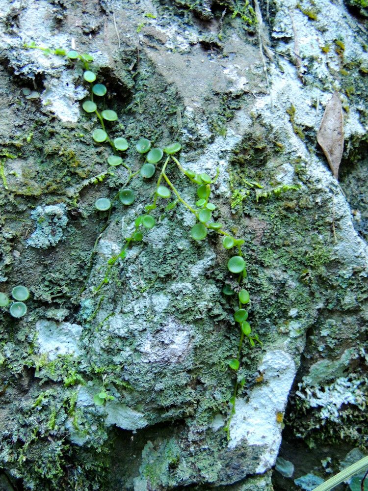 Peperomia bangroana — houseplant care guide