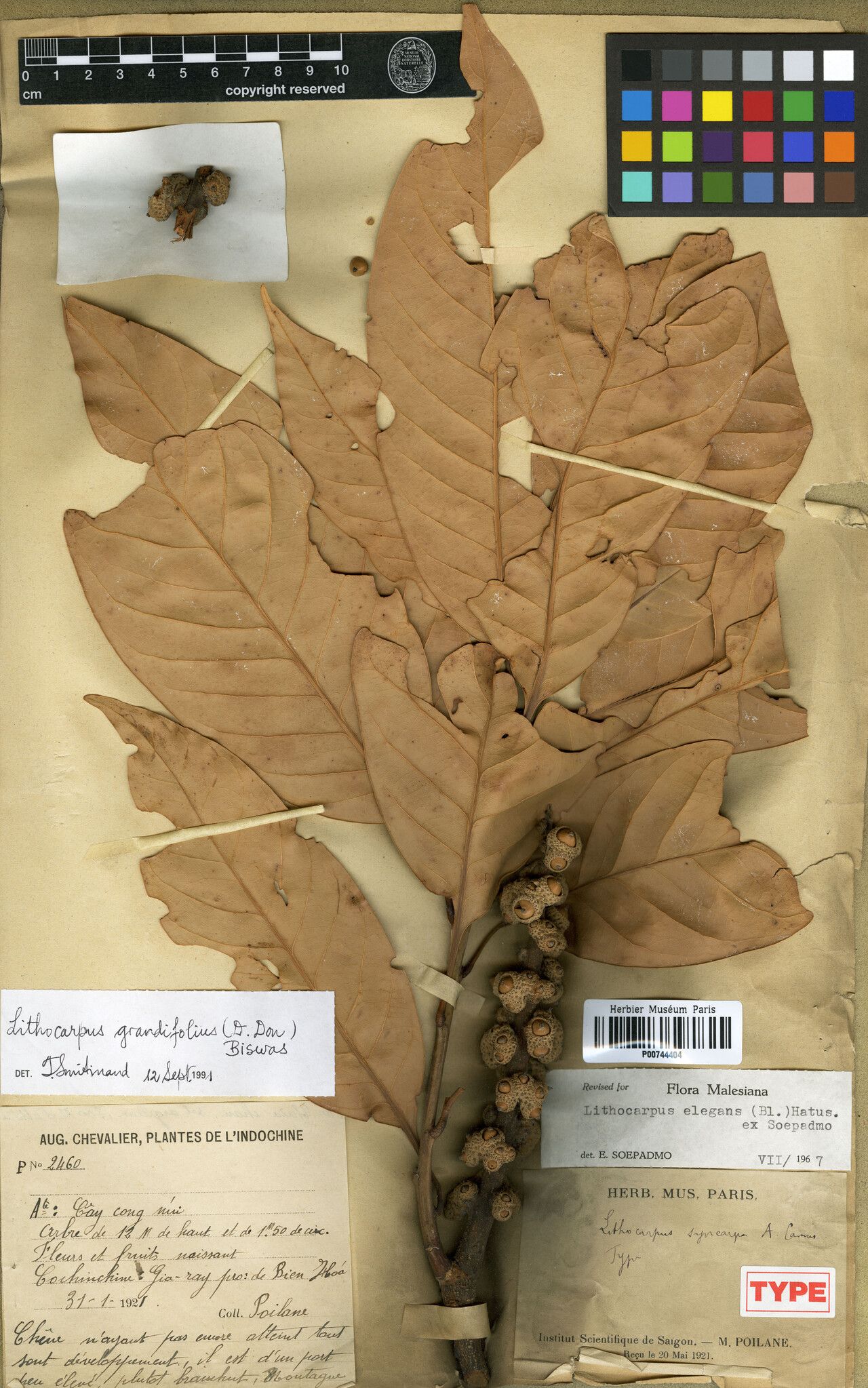 Lithocarpus syncarpus — search result for 'Lithocarpus'